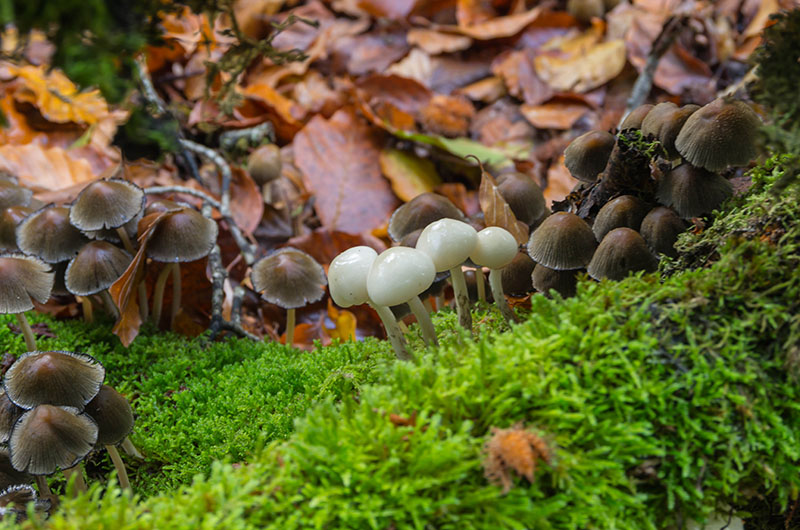 Oudemansiella Mucida y Mycena