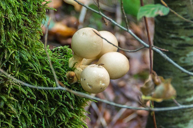 Puffballs