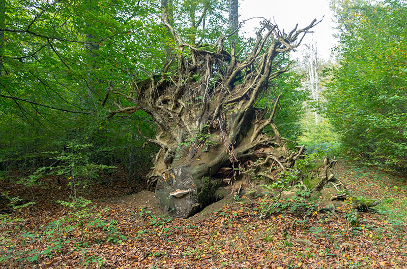 Raices de un haya