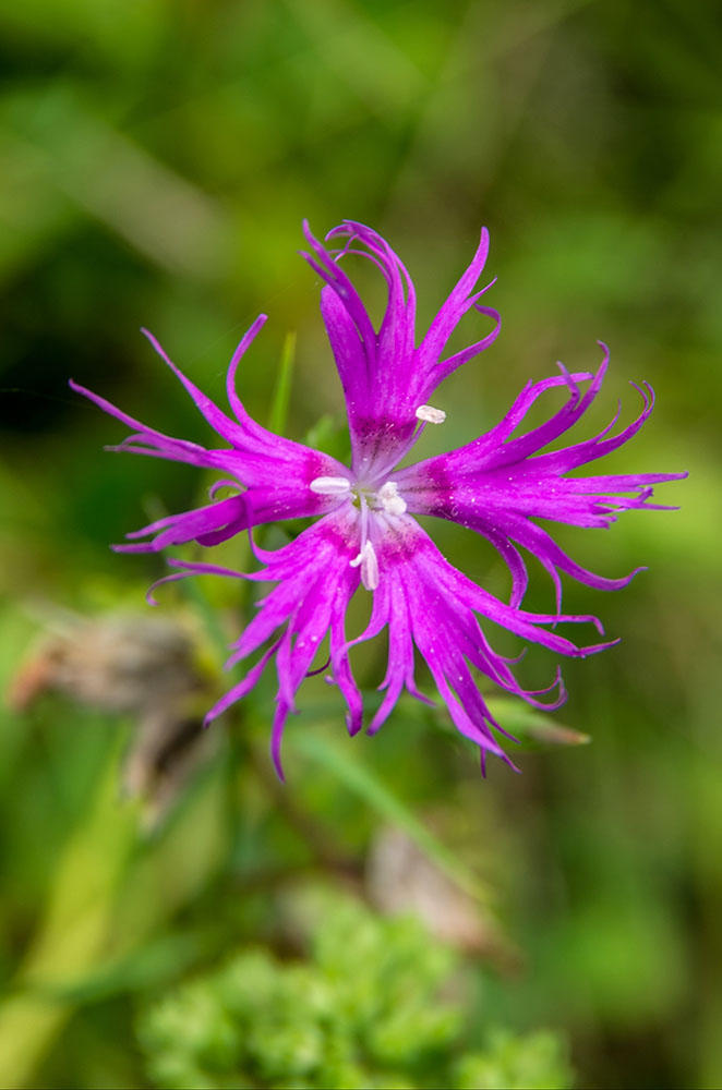 Dianthus superbus