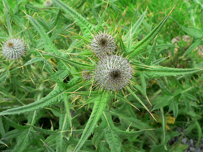 Cirsium eriophorum