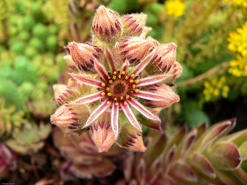 Siempreviva mayor (Sempervivum tectorum)