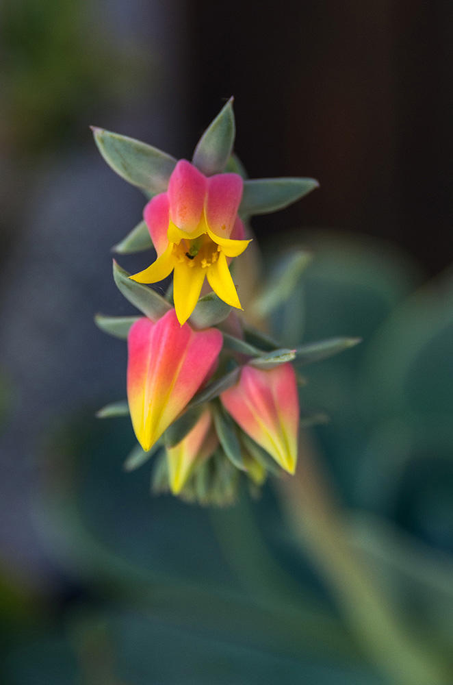 Echeveria elegans