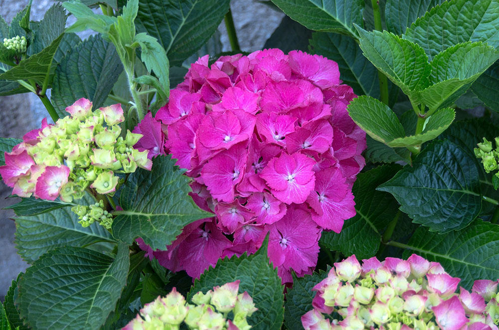 Hydrangea