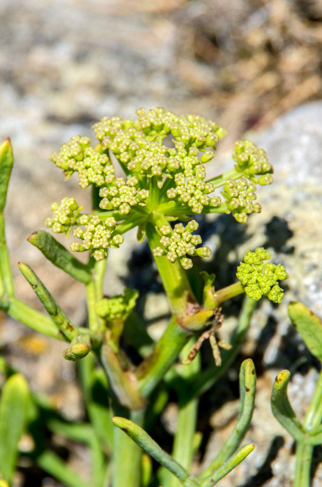 Crithmum maritimum