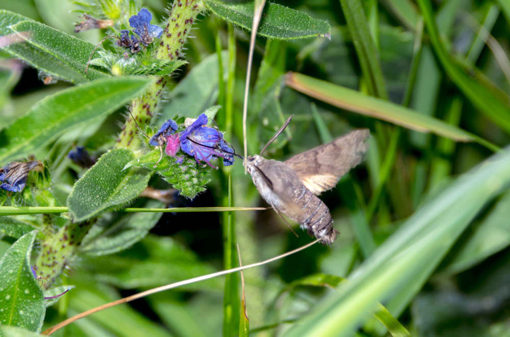 Esfinge de las enredaderas (Agrius Convolvuli)