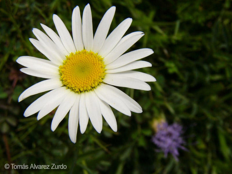 Chrysanthemum maximum