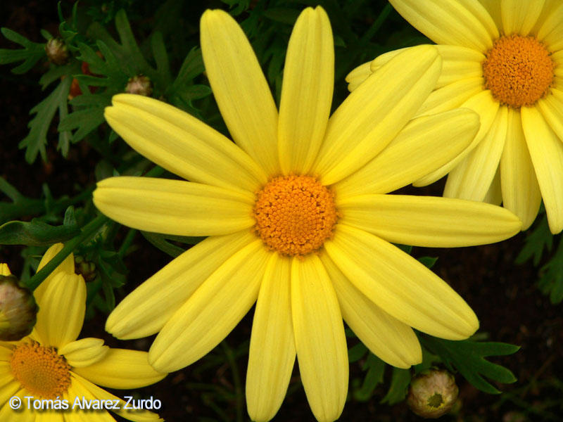 Margarita amarilla (Euryops pectinatus)