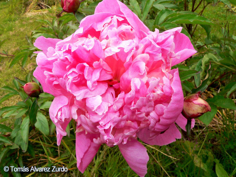 Peona (Paeonia officinalis)