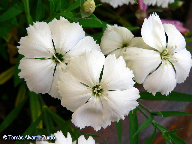 Dianthus