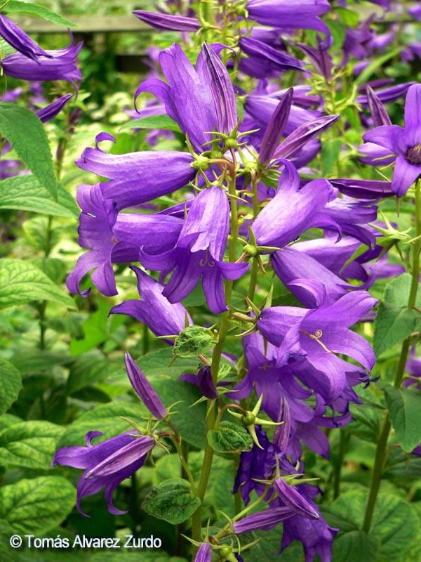 Campanula Grandiflora