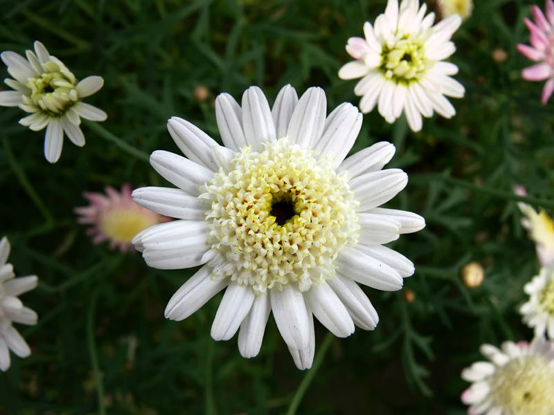 Chrysanthemum White Daisy