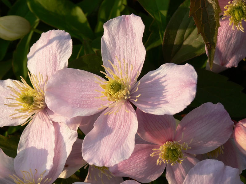 Clematis