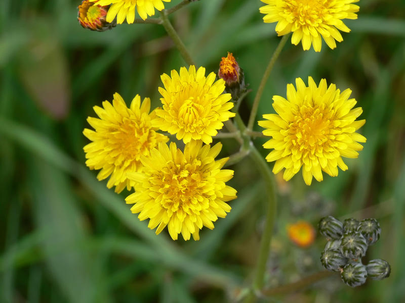 Crepis vesicaria