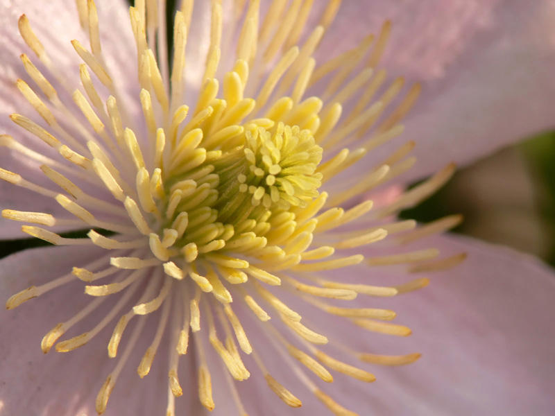 Clematis
