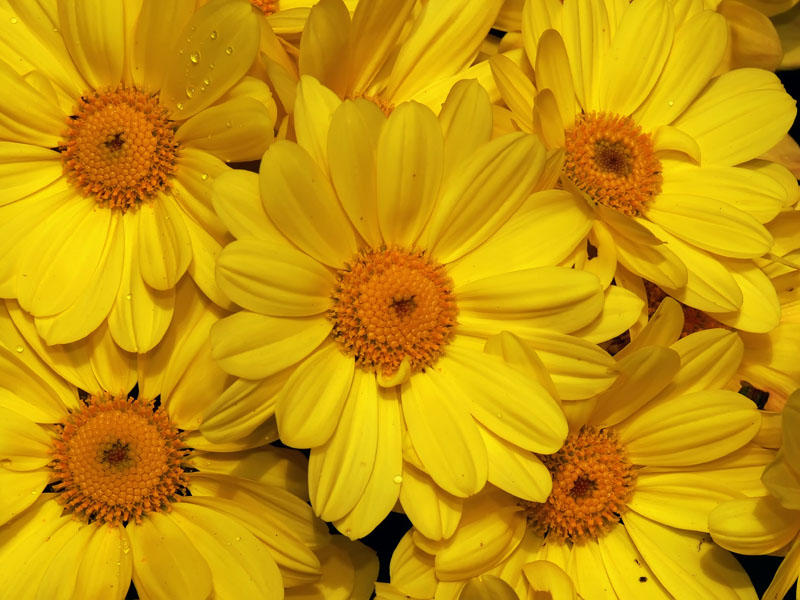 Margarita amarilla (Euryops pectinatus)
