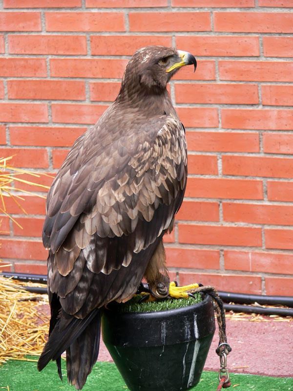 Aguila Papax