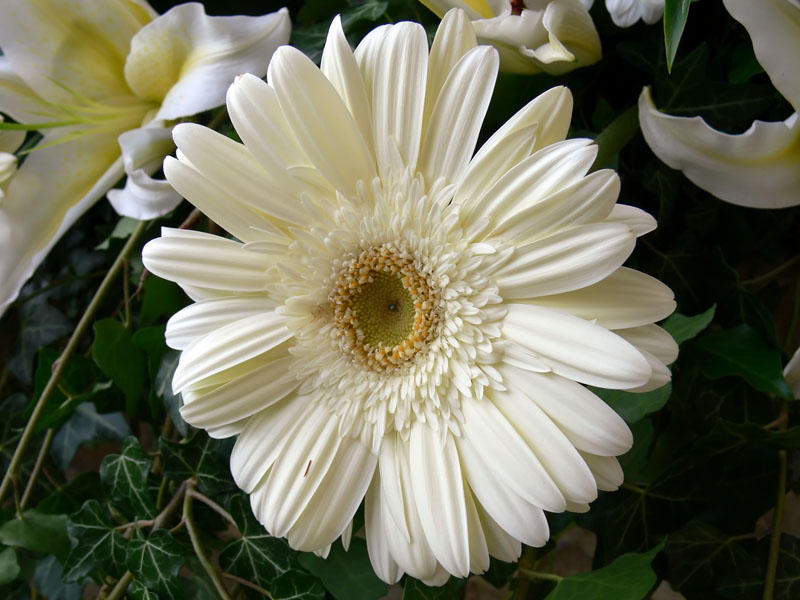 Gerbera (Gerbera jamesonii)