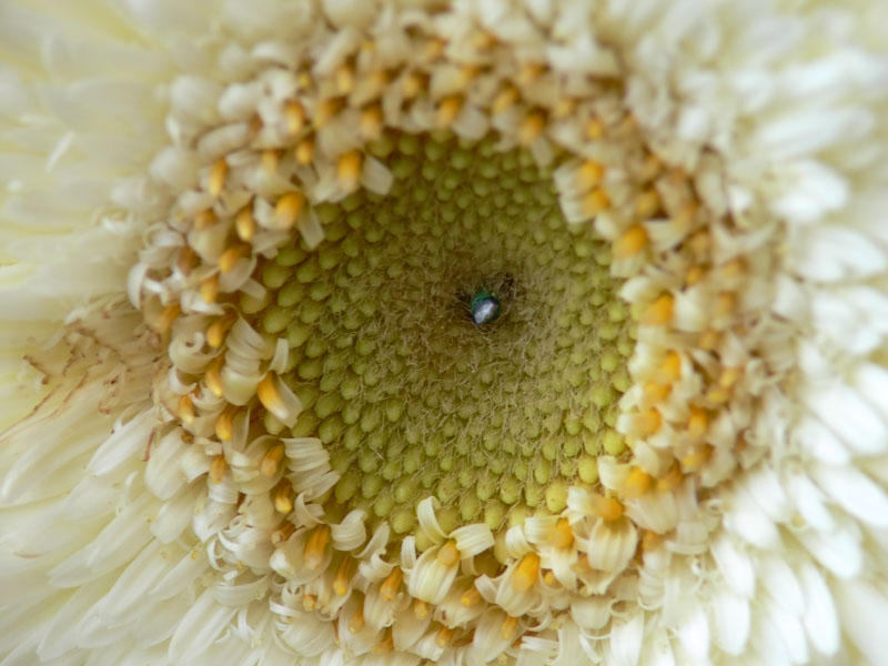 Gerbera (Gerbera jamesonii)