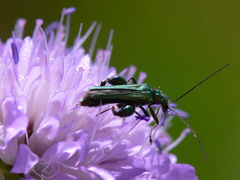 Oedemera femorata