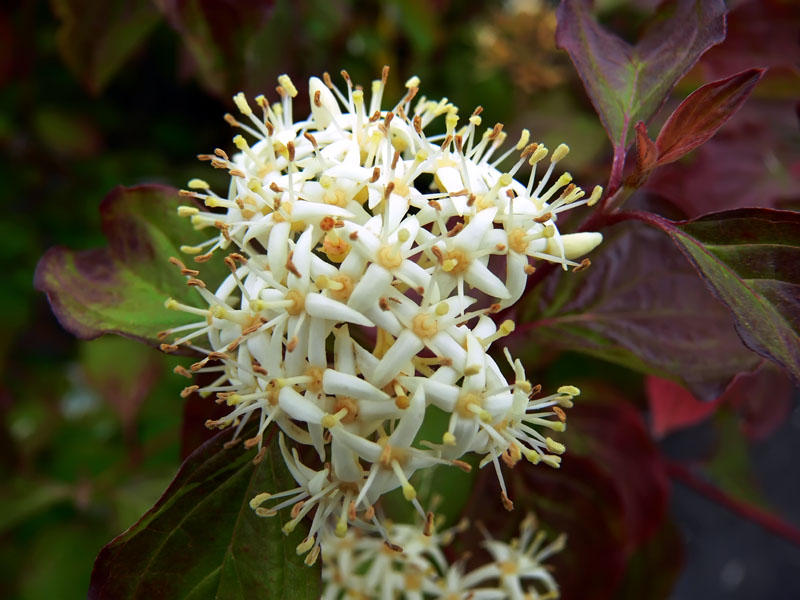Cornus Winter Beauty