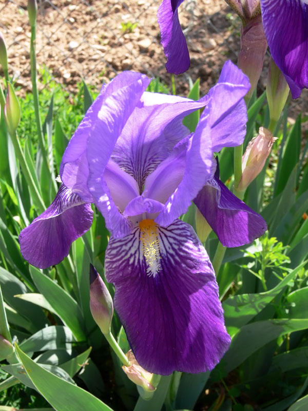 Iris Pallida Variegata