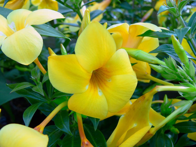 Alamanda (Allamanda cathartica)