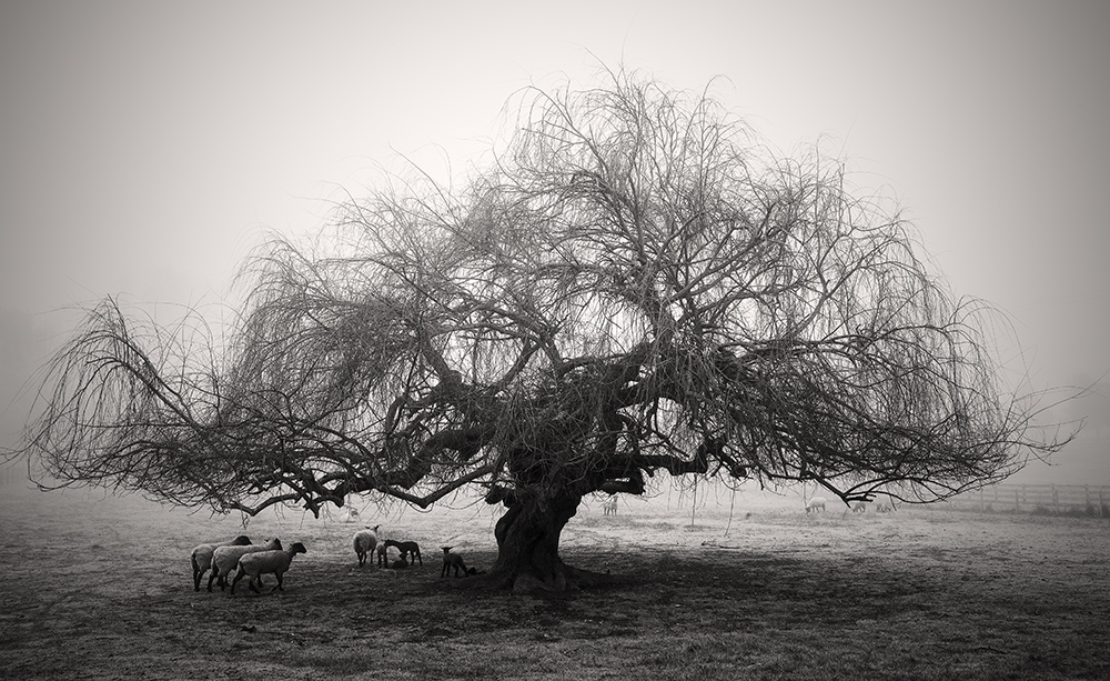 Willow Tree, Petaluma