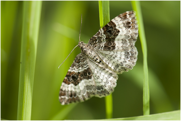 gewone Bandspanner - Epirrhoe alternata