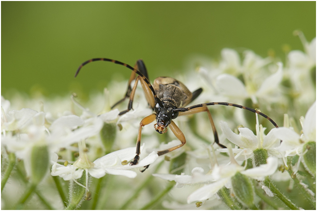 geringelde Smalbok - Leptura maculata