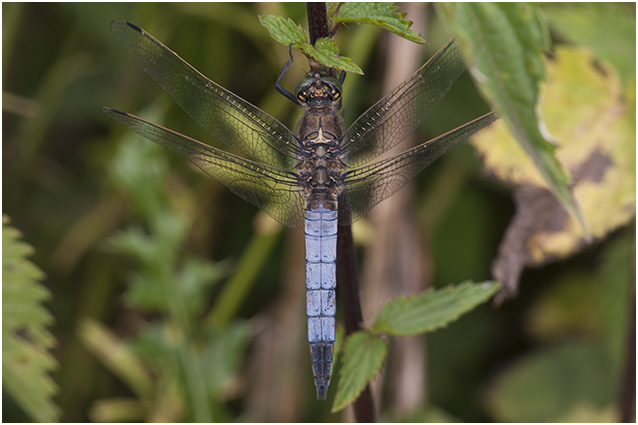 gewone Oeverlibel - Orthetrum cancellatum - man