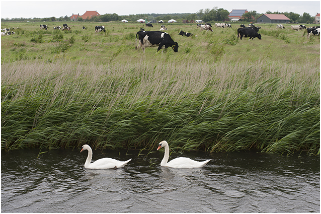 polderlandschap