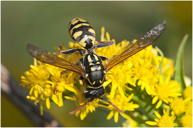 Franse veldwesp - Polistes dominula