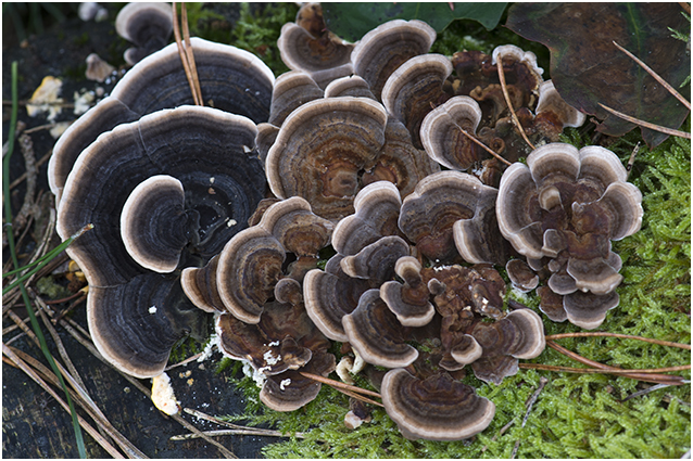 gewoon Elfenbankje - Trametes versicolor