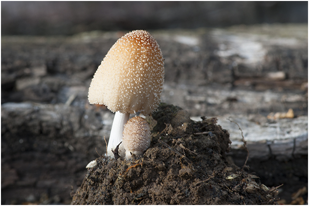 gewone Glimmerinktzwam - Coprinellus truncorum