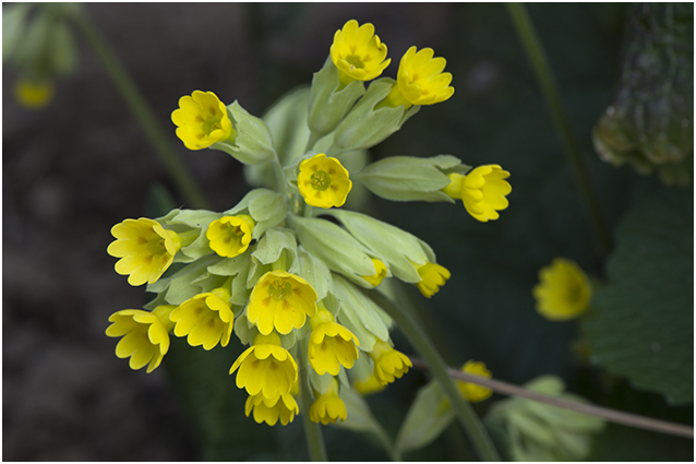 Gulden Sleutelbloem - Primula veris