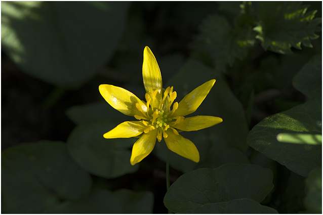 gewoon Speenkruid - Ranunculus ficaria