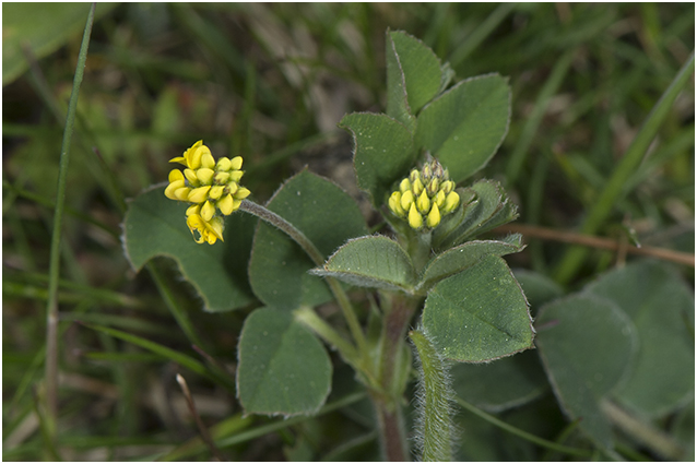 Hopklaver - Medicago lupulina 