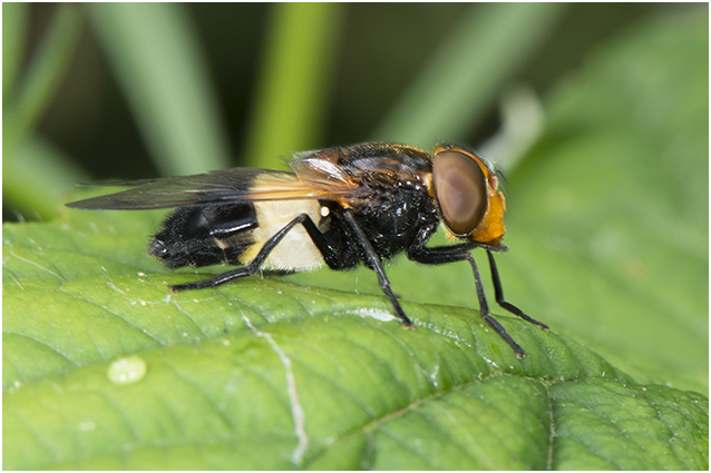 Ivoorzweefvlieg - Volucella pellucens