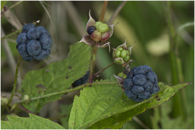 Dauwbraam - Rubus caesius