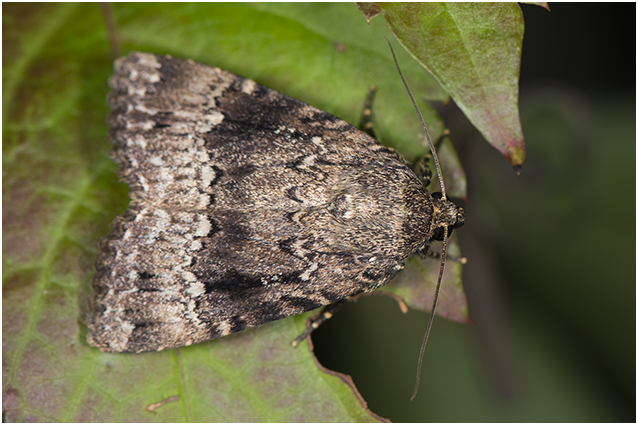 Piramidevlinder - Amphipyra pyramidea