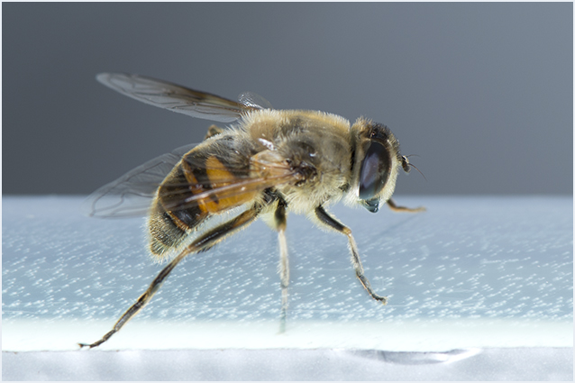 blinde Bij - Eristalis tenax