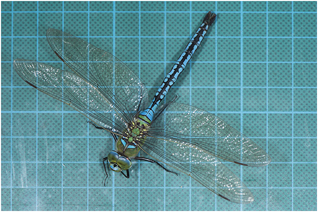 grote Keizerlibel - Anax imperator - man - male
