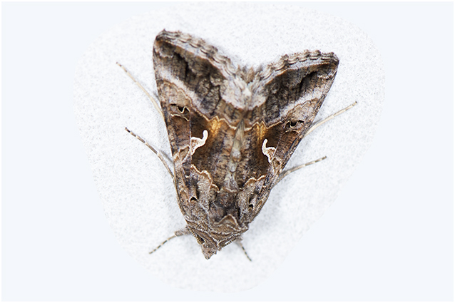 Gamma-uil  - Autographa gamma