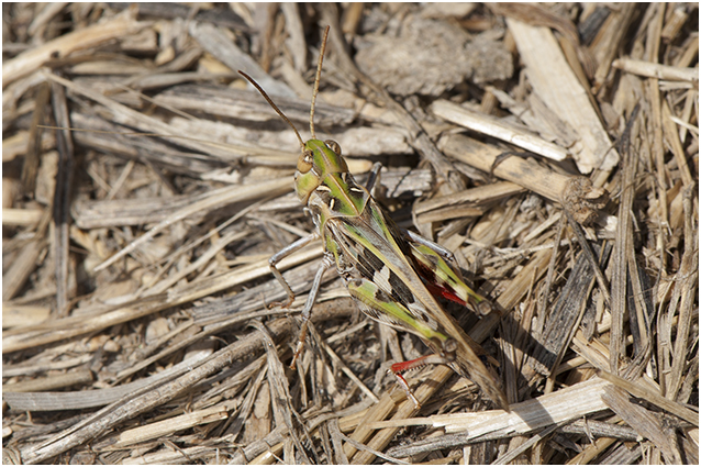 veldsprinkhaansoort - Oedaleus decorus