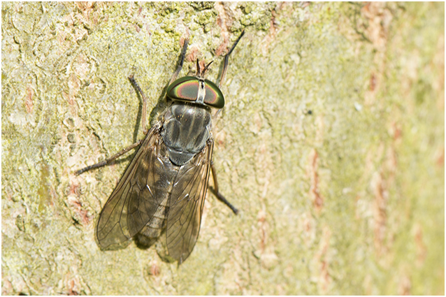 kleine Runderdaas - Tabanus bromius