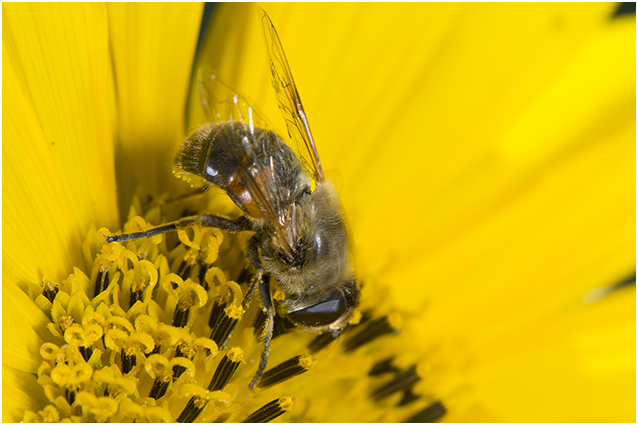 blinde Bij - Eristalis tenax