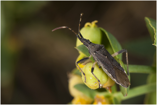 Randwantsensoort - Dicranocephalus medius