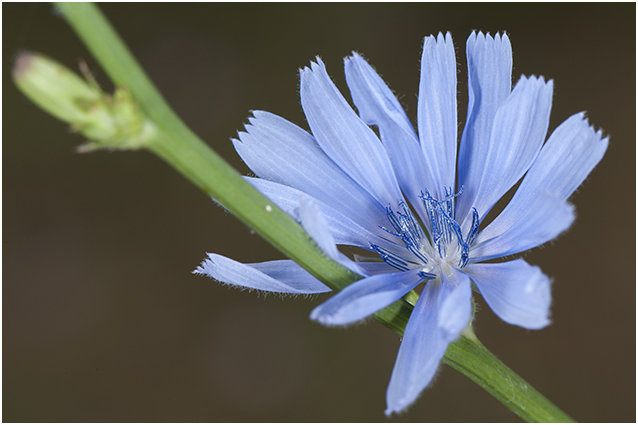 wilde Cichorei - Cichorium intybus