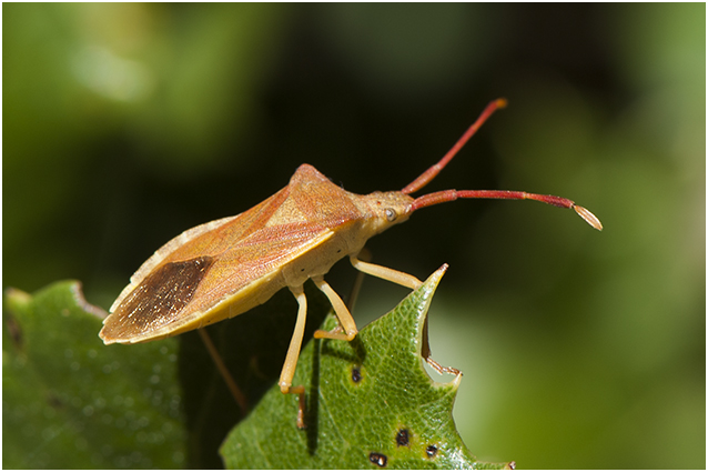smalle Randwants - Gonocerus acuteangulatus  